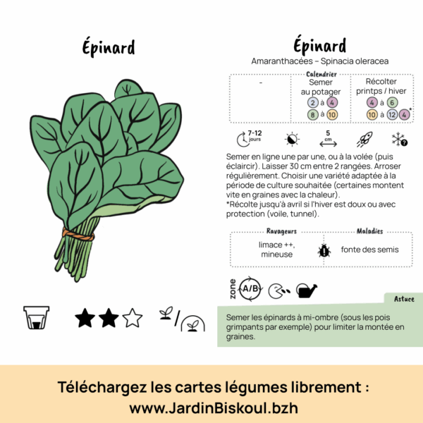 carte légume outil pédagogique épinard