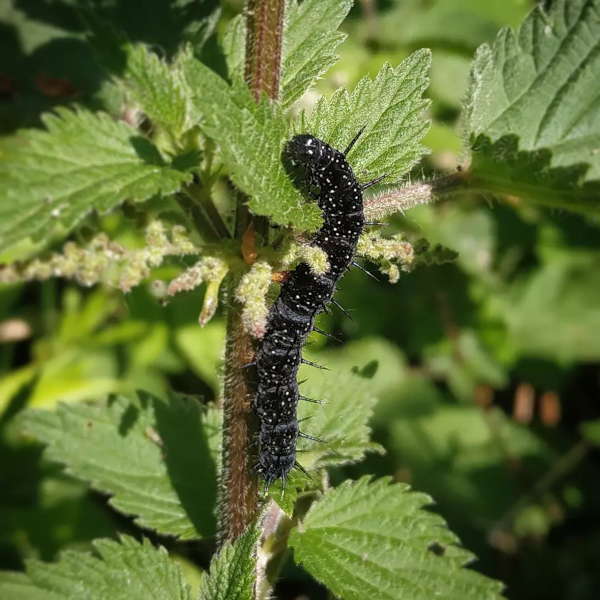 Larve de papillon "Paon du jour" sur une ortie