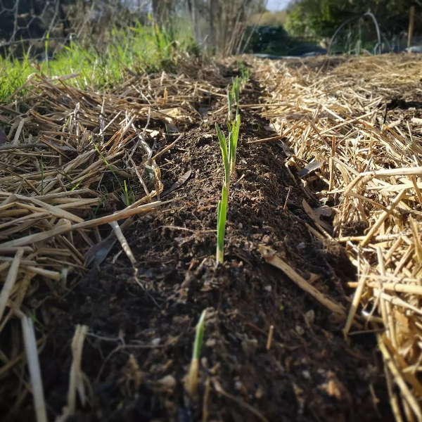 Rangée d'ail au potager