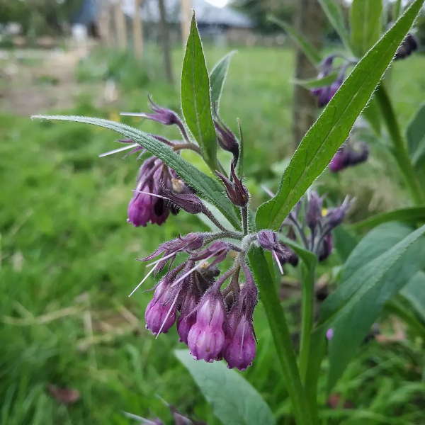 Fleurs pour un potager en permaculture, la consoude