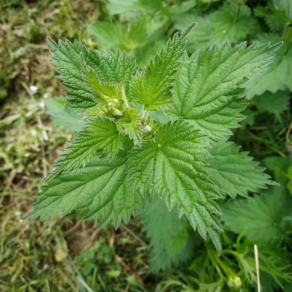 Plantes spontanées pour un potager en permaculture, l'ortie