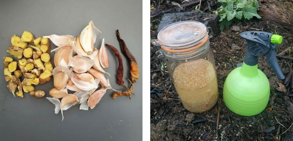 Recette DIY anti-limace naturel