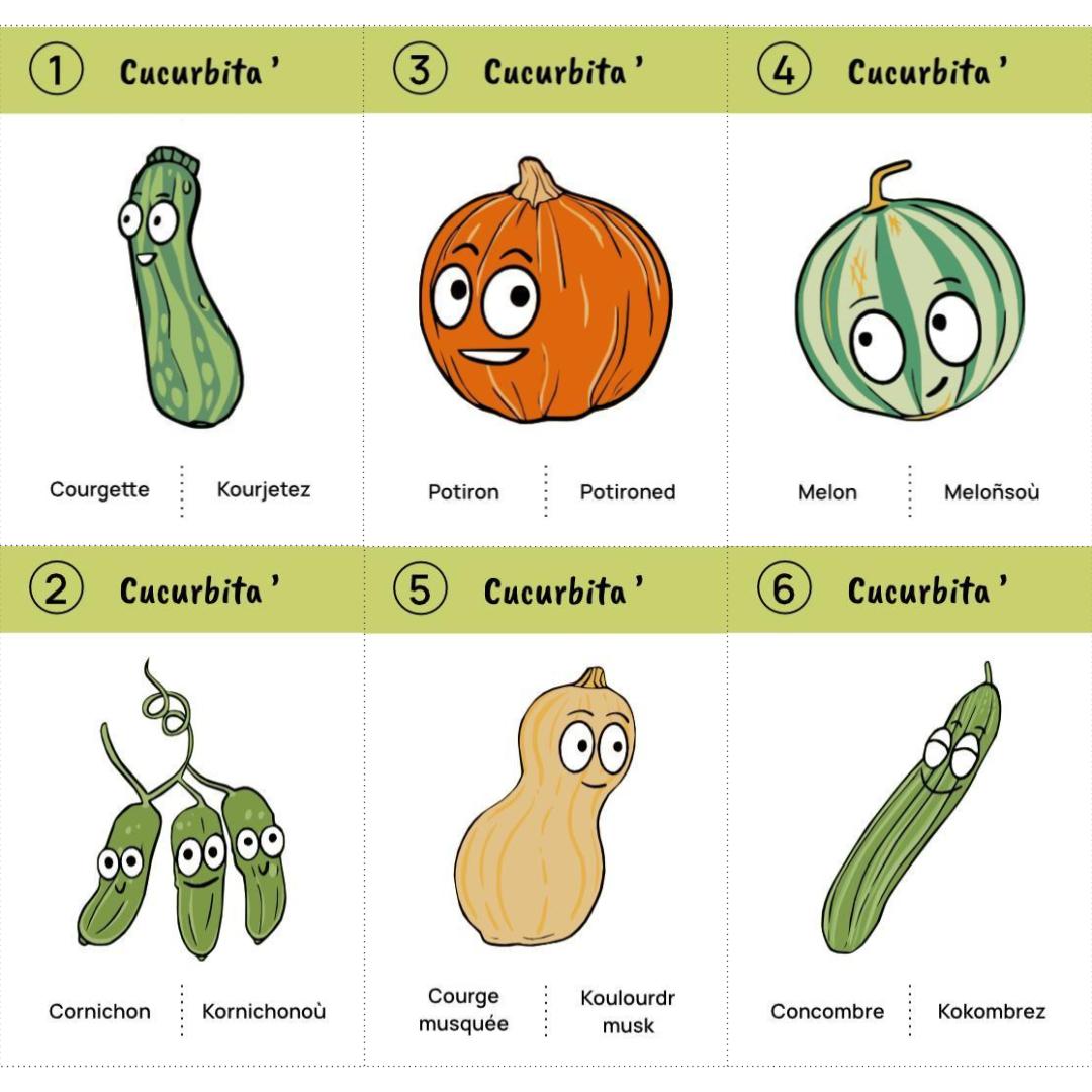 Jeu des 8 familles du potager : téléchargement libre – Image 3