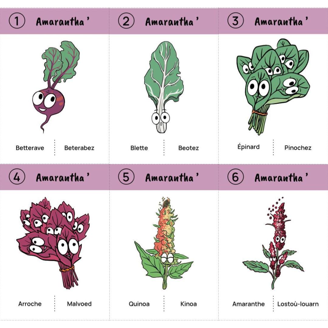 Jeu des 8 familles du potager : téléchargement libre – Image 6