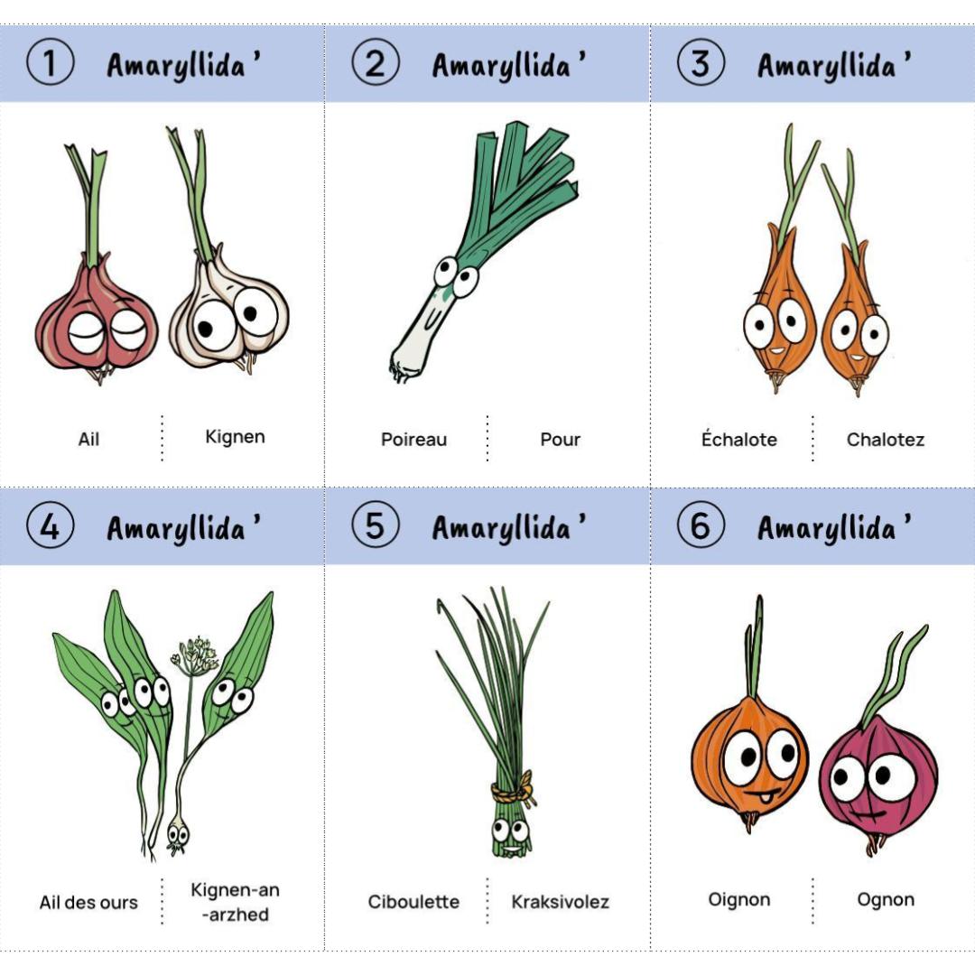 Jeu des 8 familles du potager : téléchargement libre – Image 7
