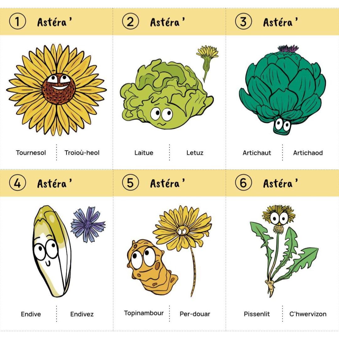 Jeu des 8 familles du potager : téléchargement libre – Image 8