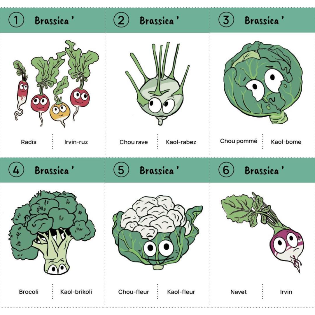 Jeu des 8 familles du potager : téléchargement libre – Image 9